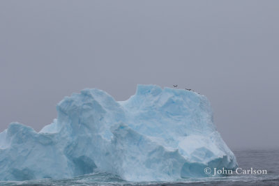 iceberg-2977.jpg