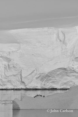 penguins on ice-2341.jpg