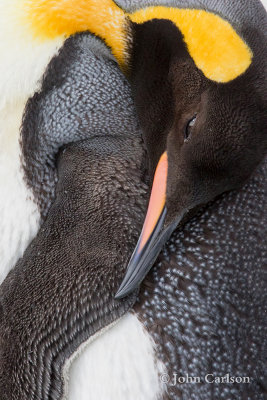 King Penguin