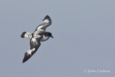 Cape Petrel