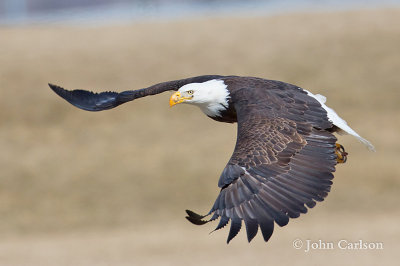 Bald Eagle