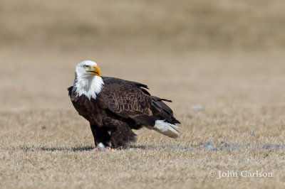 bald eagle-4514.jpg