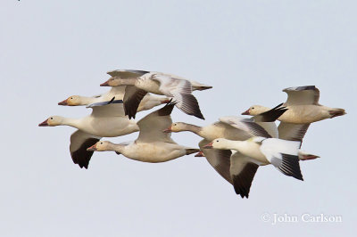 snow goose-5568.jpg