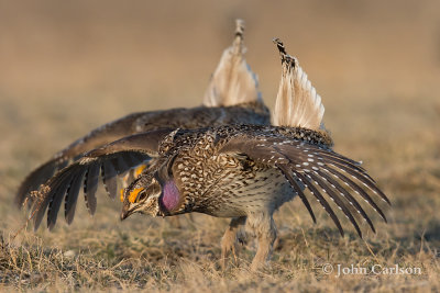 sharp-tailed grouse-3274.jpg