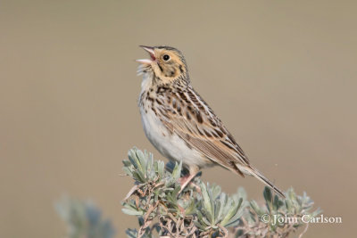 bairds sparrow-6841.jpg