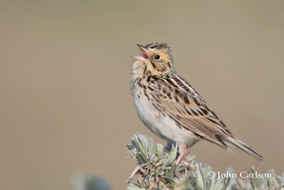 bairds sparrow-6929.jpg