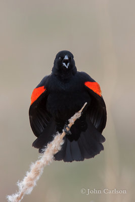 red-winged blackbird-6387.jpg