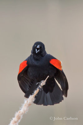 red-winged blackbird-6294.jpg