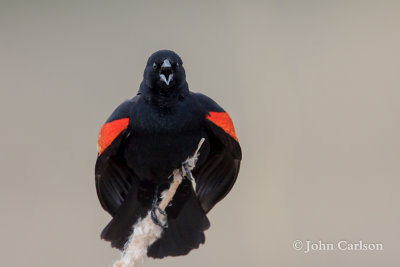 red-winged blackbird-6246.jpg