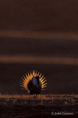 Greater Sage Grouse-5764.jpg