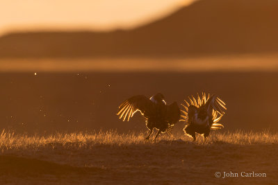 Greater Sage Grouse-5809.jpg