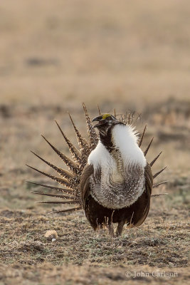 Greater Sage-Grouse-6960.jpg