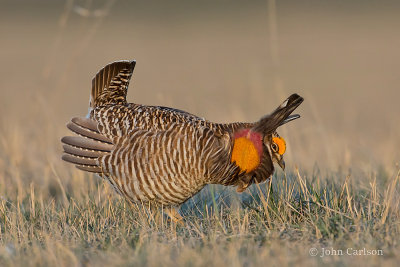 Greater Prairie Chicken-0395.jpg
