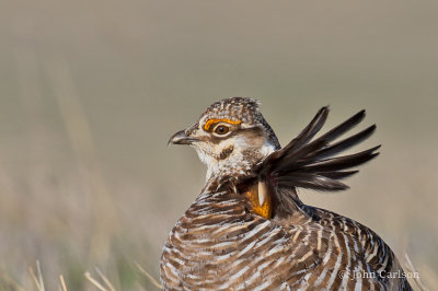 Greater Prairie Chicken-9630.jpg