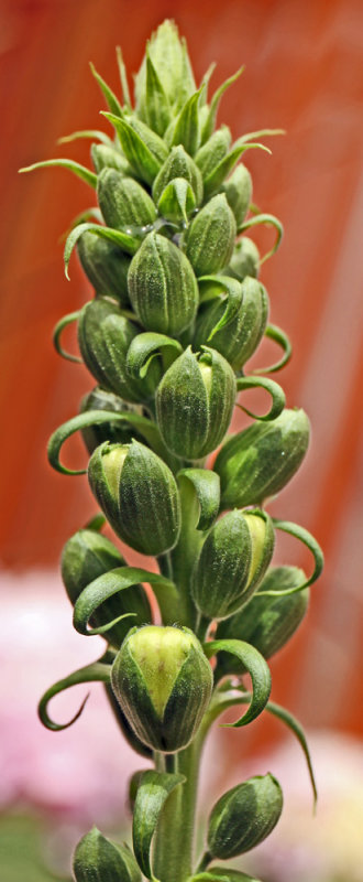 Macro 2