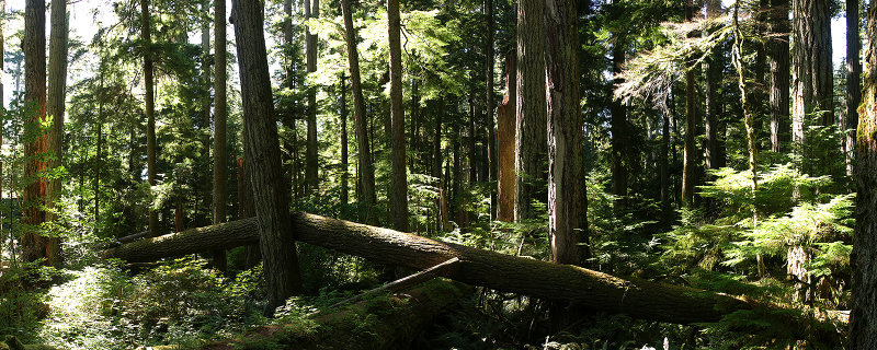 If a Tree Fell...