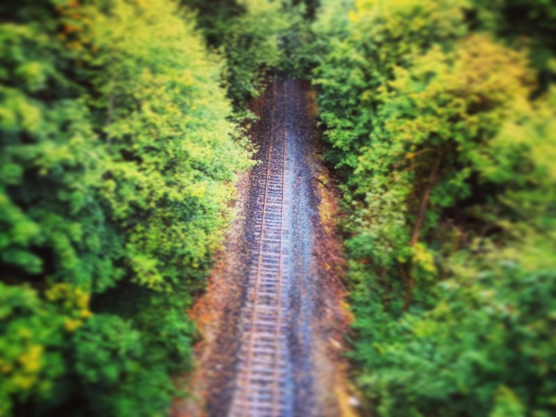 Somewhere in a Forest of Dreams