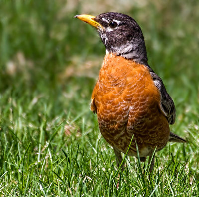 First Robin of Spring