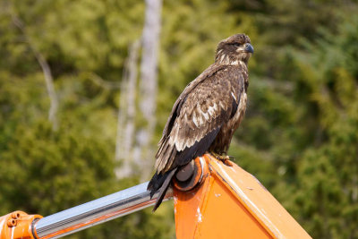 Baby Bald Eagle