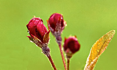 Promising Crab Apple Bud