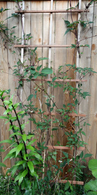 Trellis