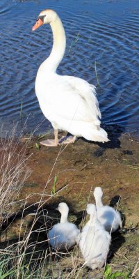 Mother Swan and her cygnets