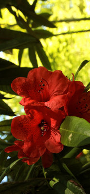 Red and Green