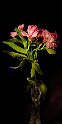 Delicate and Pink