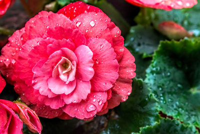 Rainy Day Flower
