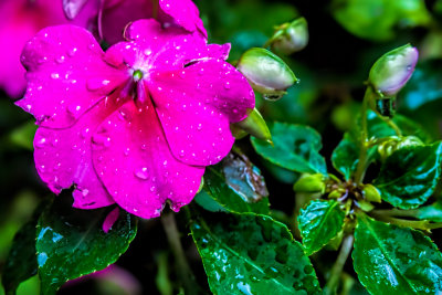 Wet & Hot Pink