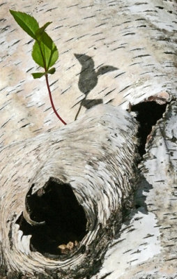 Leaf, Shadow and Birch Bark