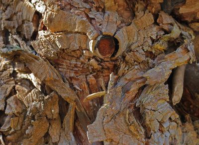 Bark at Butchart 1
