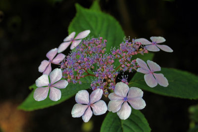 Lacewing Hydrangea at Butchart  (4th Place)