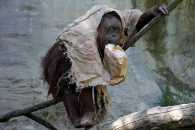 Orangutan in Costume
