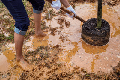 Tree Planting in The Rain Season