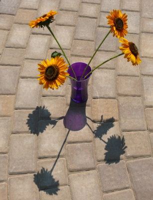 Sunflowers  in  a Purple Vase