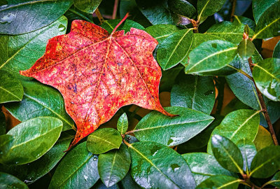 Early Fall Leaf