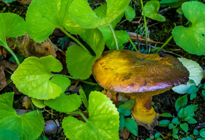 A Fall Mushroom