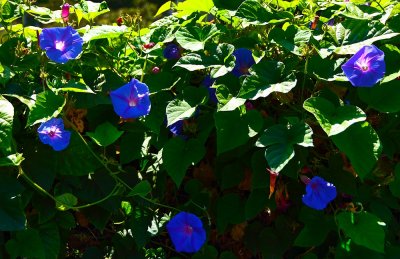 Glorious Morning Glory's Being Glorious