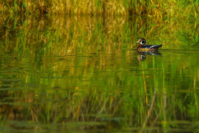 Wood Duck