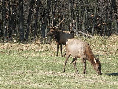 Elk