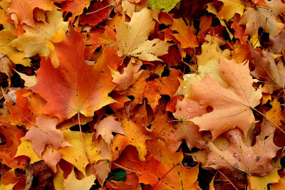 Carpet of Leaves