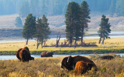 On the Yellowstone