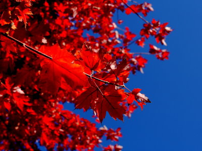 High Contrast + Blown Red's = Canon 