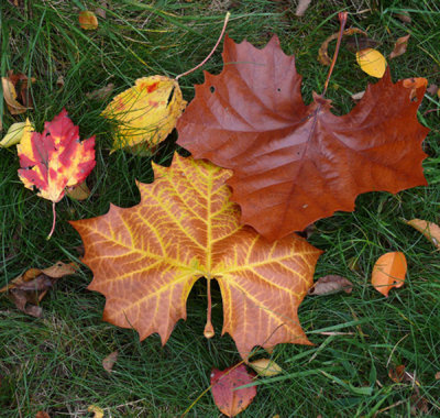 Fallen Leaves