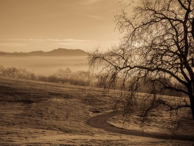 Misty Morning