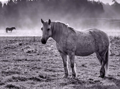 Highlands in the Mist