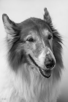 Collie