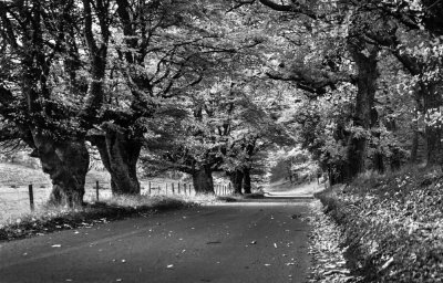 Autumn Road