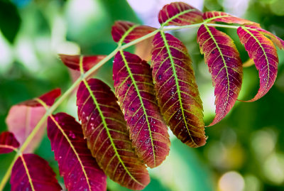 A Sign of Autumn